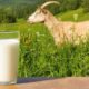 11 Kebaikan Susu Kambing, Bergizi Dan Baik Bagi Kesehatan